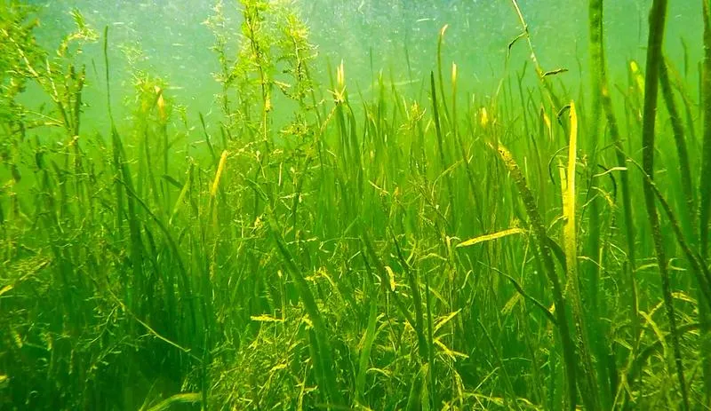 沉水植物在富營(yíng)養(yǎng)化水體修復(fù)工程中的作用