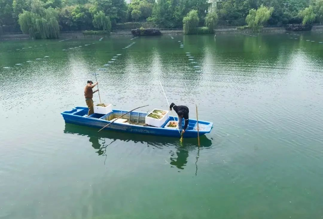 水質好、萬物生！科技賦能助百家湖華麗蝶變