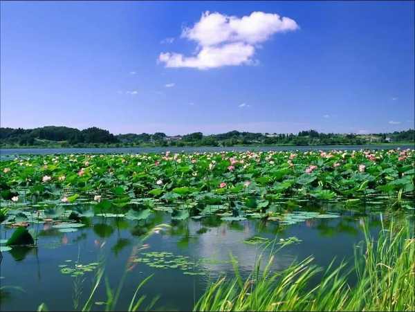 徐州市代市長沈峻峰：強(qiáng)調(diào)全力做好駱馬湖安全度夏和治理保護(hù)工作